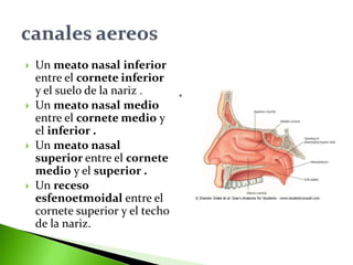  Un meato nasal inferior
entre el cornete inferior
y el suelo de la nariz .
 Un meato nasal medio
entre el cornete medio y
el inferior .
 Un meato nasal
superior entre el cornete
medio y el superior .
 Un receso
esfenoetmoidal entre el
cornete superior y el techo
de la nariz.
 