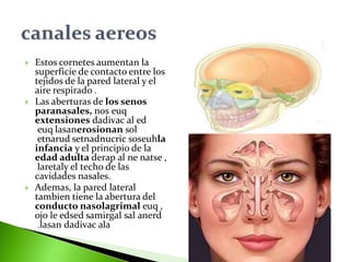  Estos cornetes aumentan la
superficie de contacto entre los
tejidos de la pared lateral y el
aire respirado .
 Las aberturas de los senos
paranasales, nos euq
extensiones dadivac al ed
euq lasanerosionan sol
soseuhsetnadnucricetnarud la
infancia y el principio de la
edad adulta derap al ne natse ,
laretaly el techo de las
cavidades nasales.
 Ademas, la pared lateral
tambien tiene la abertura del
conducto nasolagrimal euq ,
samirgal sal anerdedsedojo le
lasan dadivac ala.
 