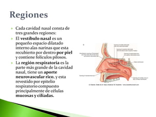  Cada cavidad nasal consta de
tres grandes regiones:
 El vestíbulo nasal es un
pequeño espacio dilatado
interno alas narinas que esta
recubierto por dentro por piel
y contiene folículos pilosos.
 La región respiratoria es la
parte más grande de la cavidad
nasal, tiene un aporte
neurovascular rico, y esta
revestido por epitelio
respiratorio compuesto
principalmente de células
mucosas y ciliadas.
 