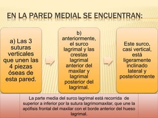 EN LA PARED MEDIAL SE ENCUENTRAN:
a) Las 3
suturas
verticales
que unen las
4 piezas
óseas de
esta pared.
b)
anteriormente,
el surco
lagrimal y las
crestas
lagrimal
anterior del
maxilar y
lagrimal
posterior del
lagrimal.
Este surco,
casi vertical,
está
ligeramente
inclinado
lateral y
posteriormente
La parte media del surco lagrimal está recorrida de
superior a inferior por la sutura lagrimomaxilar, que une la
apófisis frontal del maxilar con el borde anterior del hueso
lagrimal.
 