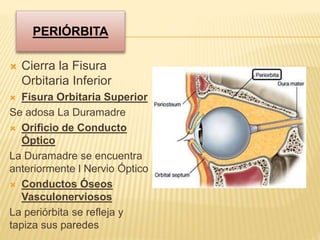 PERIÓRBITA
 Cierra la Fisura
Orbitaria Inferior
 Fisura Orbitaria Superior
Se adosa La Duramadre
 Orificio de Conducto
Óptico
La Duramadre se encuentra
anteriormente l Nervio Óptico
 Conductos Óseos
Vasculonerviosos
La periórbita se refleja y
tapiza sus paredes
 