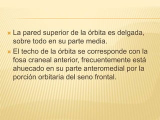  La pared superior de la órbita es delgada,
sobre todo en su parte media.
 El techo de la órbita se corresponde con la
fosa craneal anterior, frecuentemente está
ahuecado en su parte anteromedial por la
porción orbitaria del seno frontal.
 
