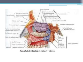  Tiene su entrada por las narinas y se abre por las coanas.
