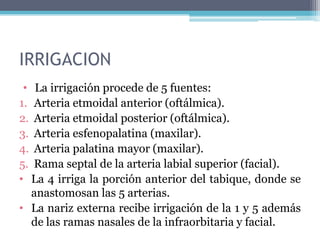 Cavidad nasal tapizada por mucosa, excepto en el vestíbulo.