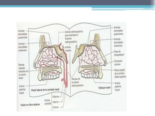  Mucosa nasal adherida en el periostio y pericondrio.