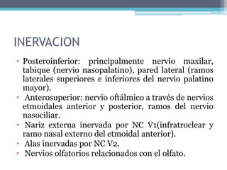  Esta mucosa se continúa en las cavidades: nasofaringe post., senos paranasales sup. y lat., saco lagrimal y conjuntiva sup.
