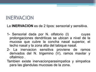  2/3 inf. mucosa forman área respiratoria, y 1/3 área olfatoria.