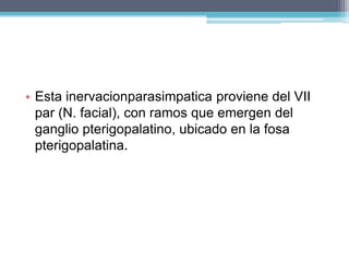  Área olfatoria: calienta el aire antes de ingresar y contiene el órgano periférico del olfato.CAVIDAD NASAL*La pared medial es el tabique nasal y esta formado por la lámina perpendicular del etmoides, el vómer y cartílago septalETMOIDESCARTILAGO SEPTALVOMER