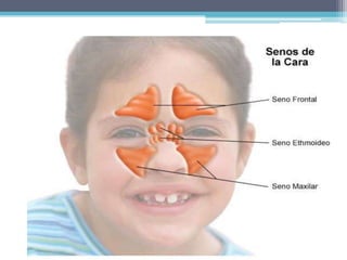 IRRIGACION La irrigación procede de 5 fuentes: Arteria etmoidal anterior (oftálmica). Arteria etmoidal posterior (oftálmica). Arteria esfenopalatina (maxilar). Arteria palatina mayor (maxilar). Rama septal de la arteria labial superior (facial).La 4 irriga la porción anterior del tabique, donde se anastomosan las 5 arterias.