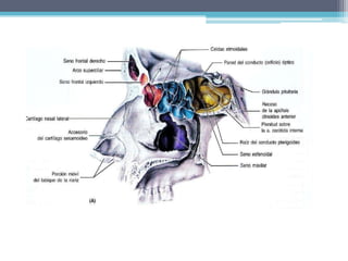 La nariz externa recibe irrigación de la 1 y 5 además de las ramas nasales de la infraorbitaria y facial.