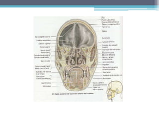 INERVACIONPosteroinferior: principalmente nervio maxilar, tabique (nervio nasopalatino), pared lateral (ramos laterales superiores e inferiores del nervio palatino mayor).