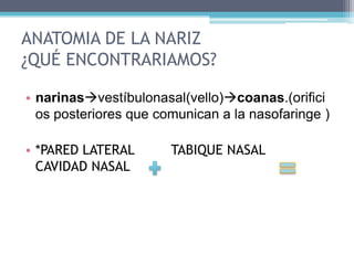 ANATOMIA DE LA NARIZ¿QUÉ ENCONTRARIAMOS?narinasvestíbulonasal(vello)coanas.(orificios posteriores que comunican a la nasofaringe )*PARED LATERAL         TABIQUE NASAL           CAVIDAD NASAL