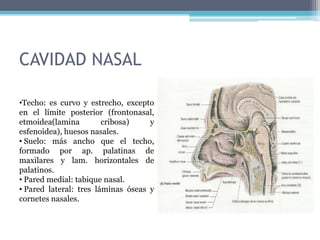 CAVIDAD NASALTecho: es curvo y estrecho, excepto en el límite posterior (frontonasal, etmoidea(lamina cribosa) y esfenoidea), huesos nasales.