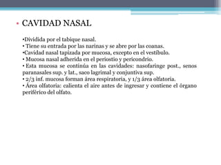  Suelo: más ancho que el techo, formado por ap. palatinas de maxilares y lam. horizontales de palatinos.