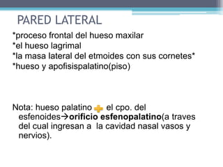  Pared lateral: tres láminas óseas y cornetes nasales.  CAVIDAD NASALDividida por el tabique nasal.