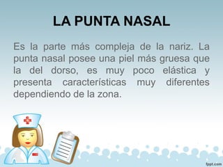 LA PUNTA NASAL
Es la parte más compleja de la nariz. La
punta nasal posee una piel más gruesa que
la del dorso, es muy poco elástica y
presenta características muy diferentes
dependiendo de la zona.
 