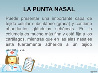 LA PUNTA NASAL
Puede presentar una importante capa de
tejido celular subcutáneo (grasa) y contiene
abundantes glándulas sebáceas. En la
columela es mucho más fina y está fija a los
cartílagos, mientras que en las alas nasales
está fuertemente adherida a un tejido
conectivo.
 