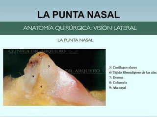 LA PUNTA NASAL
 
