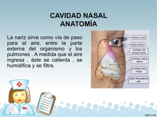 CAVIDAD NASAL
ANATOMÍA
La nariz sirve como vía de paso
para el aire, entre la parte
externa del organismo y los
pulmones . A medida que el aire
ingresa , éste se calienta , se
humidifica y se filtra.
 