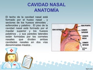 CAVIDAD NASAL
ANATOMÍA
El techo de la cavidad nasal está
formado por el hueso nasal , y
sectores de los huesos etmoides ,
esfenoides y palatino . El piso de la
cavidad nasal está formado por el
maxilar superior y los huesos
palatinos , y sus paredes laterales
están formadas por los cornetes
nasales que dividen ambas
cavidades nasales en dos vías
denominadas meatos .
 