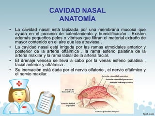 CAVIDAD NASAL
ANATOMÍA
• La cavidad nasal está tapizada por una membrana mucosa que
ayuda en el proceso de calentamiento y humidificación . Existen
además pequeños pelos o vibrisas que filtran el material extraño de
mayor contenido en el aire que las atraviesa .
• La cavidad nasal está irrigada por las ramas etmoidales anterior y
posterior de la arteria oftálmica , la rama esfeno palatina de la
arteria maxilar y la rama labial de la arteria facial.
• El drenaje venoso se lleva a cabo por la venas esfeno palatina ,
facial anterior y oftálmica .
• Su inervación está dada por el nervio olfatorio , el nervio oftálmico y
el nervio maxilar.
 