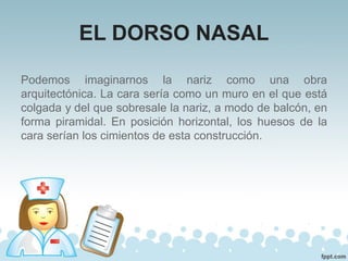 EL DORSO NASAL
Podemos imaginarnos la nariz como una obra
arquitectónica. La cara sería como un muro en el que está
colgada y del que sobresale la nariz, a modo de balcón, en
forma piramidal. En posición horizontal, los huesos de la
cara serían los cimientos de esta construcción.
 