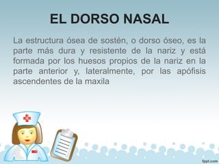 EL DORSO NASAL
La estructura ósea de sostén, o dorso óseo, es la
parte más dura y resistente de la nariz y está
formada por los huesos propios de la nariz en la
parte anterior y, lateralmente, por las apófisis
ascendentes de la maxila
 