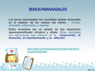 SENOSPARANASALES
Los senos paranasales son cavidades aéreas excavadas
en el espesor de los huesos del cráneo : frontal,
etmoides, esfenoides, y maxilar.
Están revestidos por un epitelio de tipo respiratorio
speudoestratificado cilíndrico y ciliado. Estas cavidades
son estructuras que influyen en la respiración, la
fonación, el calentamiento y la olfación.
https://prezi.com/0k2epuw21lrw/epitelio-cilindrico-
seudoestratificado/
 