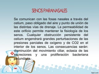 Se comunican con las fosas nasales a través del
ostium, paso obligado del aire y punto de unión de
las distintas vías de drenaje. La permeabilidad de
este orificio permite mantener la fisiología de los
senos. Cualquier obstrucción persistente del
ostium engendrará grandes perturbaciones de las
presiones parciales de oxígeno y de CO2 en el
interior de los senos. Las consecuencias serán:
disminución del movimiento ciliar, ectasia de las
secreciones y una proliferación bacteriana
secundaria.
 