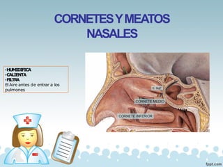CORNETESYMEATOS
NASALES
•HUMIDIFICA
•CALIENTA
•FILTRA
El Aire antes de entrar a los
pulmones
 