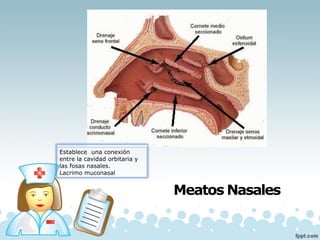 Meatos Nasales
Establece una conexión
entre la cavidad orbitaria y
las fosas nasales.
Lacrimo muconasal
 