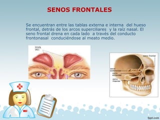 SENOS FRONTALES
Se encuentran entre las tablas externa e interna del hueso
frontal, detrás de los arcos superciliares y la raíz nasal. El
seno frontal drena en cada lado a través del conducto
frontonasal conduciéndose al meato medio.
 