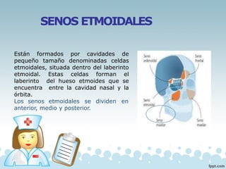SENOS ETMOIDALES
Están formados por cavidades de
pequeño tamaño denominadas celdas
etmoidales, situada dentro del laberinto
etmoidal. Estas celdas forman el
laberinto del hueso etmoides que se
encuentra entre la cavidad nasal y la
órbita.
Los senos etmoidales se dividen en
anterior, medio y posterior.
 