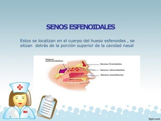 SENOSESFENOIDALES
Estos se localizan en el cuerpo del hueso esfenoides , se
sitúan detrás de la porción superior de la cavidad nasal
 