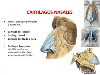 EL DORSO NASAL
 