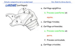 Estudio comparativo de la cavidad nasal Dra. Emérita Abreu García 
LARINGE (cartílagos): 
f 
a. Cartílago epiglótico. 
b. ...