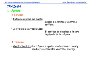 Estudio comparativo de la cavidad nasal Dra. Emérita Abreu García 
TRAQUEA: 
f 
1. Partes: 
 Cervical: 
 Extremo craneal...