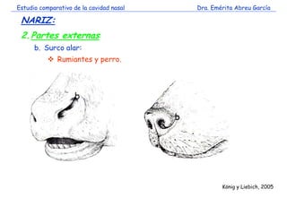 Estudio comparativo de la cavidad nasal Dra. Emérita Abreu García 
NARIZ: 
2.Partes externas: 
b. Surco alar: 
 Rumiantes...