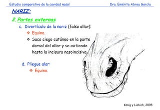 Estudio comparativo de la cavidad nasal Dra. Emérita Abreu García 
NARIZ: 
2.Partes externas: 
c. Divertículo de la nariz ...
