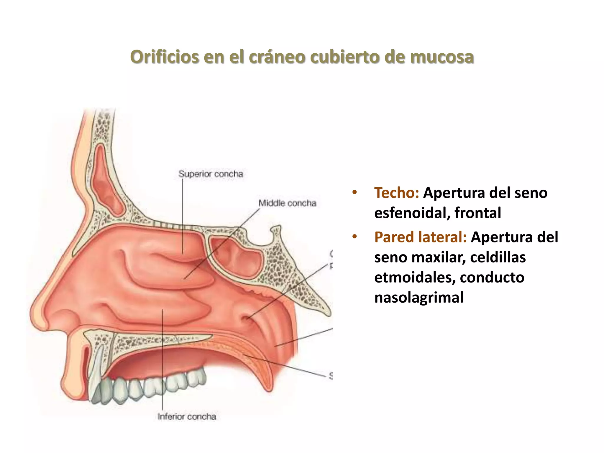 Cavidad nasal y senos paranasales - copia 1.pptx