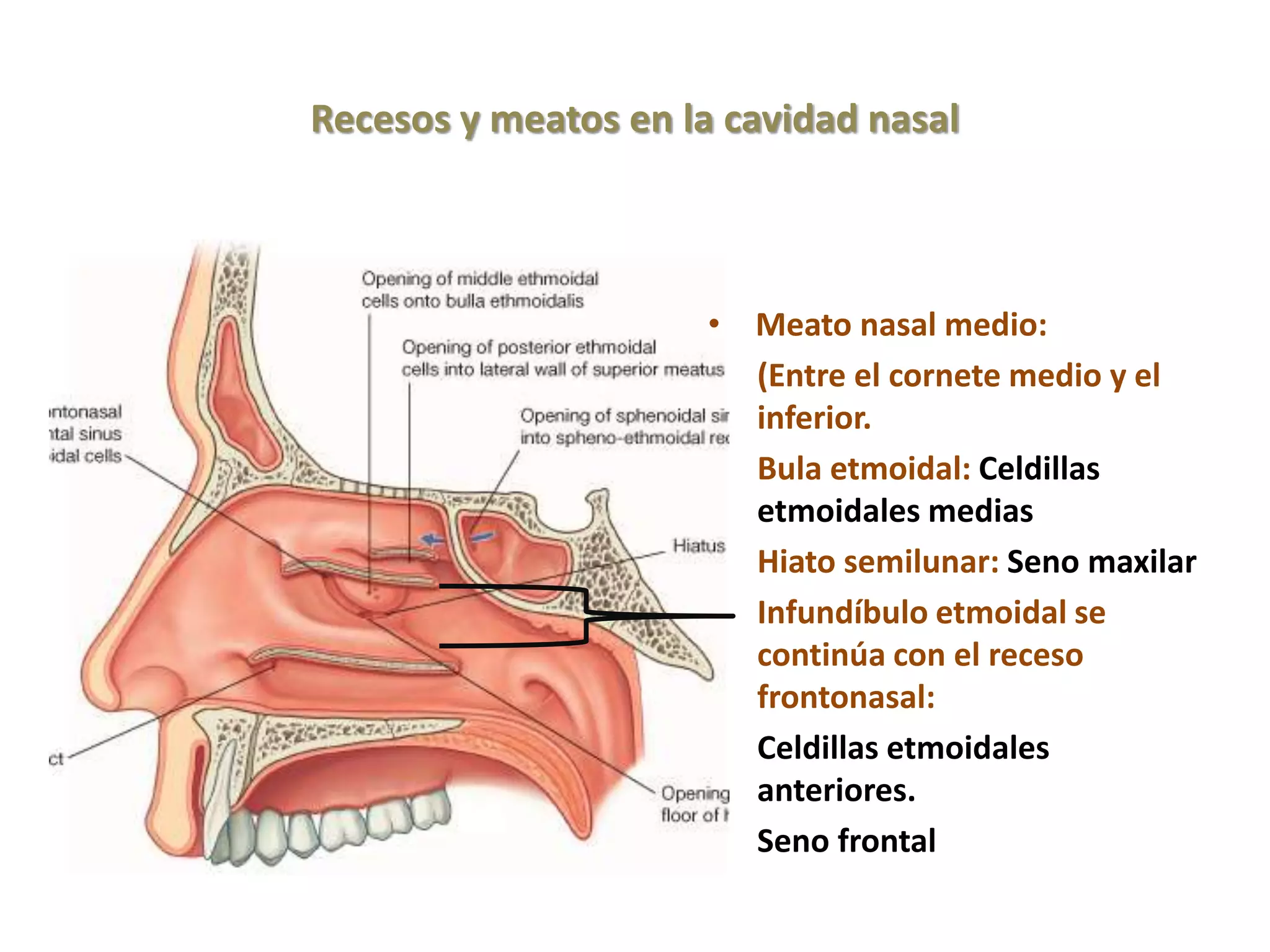 Cavidad nasal y senos paranasales - copia 1.pptx