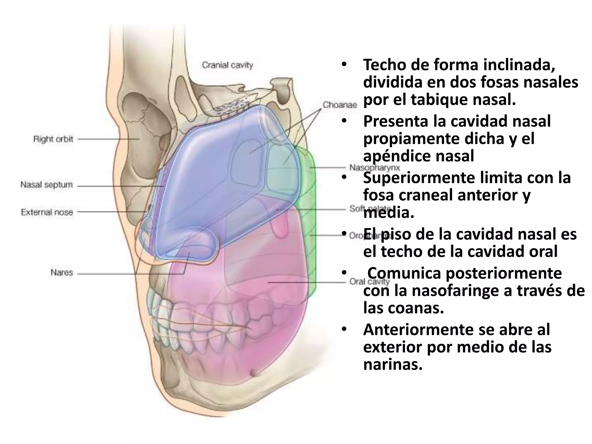 Cavidad nasal y senos paranasales - copia 1.pptx