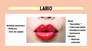 PRESEMTACION CAVIDAD ORAL ANATOMIA...... | PDF