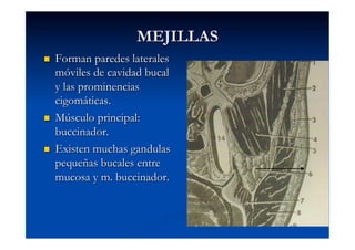 MEJILLAS
    Forman paredes laterales
     móviles de cavidad bucal
     y las prominencias          La bola
                                 separa
     cigomáticas.                sistem
                                 superfi
    Músculo principal:
     buccinador.
    Existen muchas gandulas
     pequeñas bucales entre
     mucosa y m. buccinador.
 