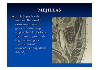 MEJILLAS
    En la Superficie del
     musculo Buccinador,
     existe un cúmulo de         La bola
                                 separa
     grasa llamado cuerpo        sistem
                                 superfi
     adiposo bucal o Boka de
     Bichat (6), separsada de
     la grasa facial por el
     sistema musculo
     aponeurotico superficial
     (SMAS)
 