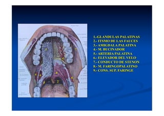 1.-GLANDULAS PALATINAS
                                2.- ITSMO DE LAS FAUCES
                                3.- AMIGDALA PALATINA
            1               7   4.- M. BUCINADOR
                                5.- ARTERIA PALATINA
                    5           6.- ELEVADOR DEL VELO
                                7.- CONDUCTO DE STENON
                                8.- M. FARINGOPALATINO
                                9.- CONS. SUP. FARINGE
                8
4   6
                        9
        3       2
 
