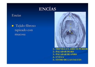 ENCÍAS
Encías                                 1



                                        2
     Tejido fibroso                    3
     tapizado con                      4

     mucosa                                 5




                           1.- FRENILLO LABIO SUPERIOR
                           2.- PALADAR DURO
                           3.- PALADAR BLANDO
                           4.- UVULA
                           5.- ITSMO DE LAS FAUCES
 