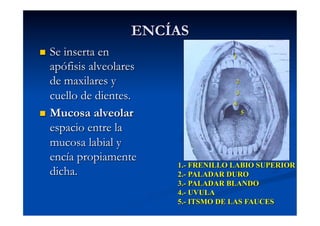 ENCÍAS
  Se inserta en                     1
   apófisis alveolares
   de maxilares y                     2

   cuello de dientes.                 3
                                     4
  Mucosa alveolar                        5

   espacio entre la
   mucosa labial y
   encía propiamente
                         1.- FRENILLO LABIO SUPERIOR
   dicha.                2.- PALADAR DURO
                         3.- PALADAR BLANDO
                         4.- UVULA
                         5.- ITSMO DE LAS FAUCES
 