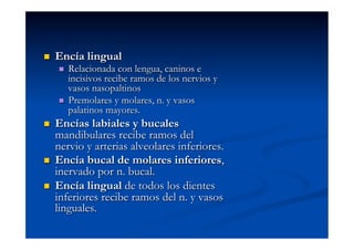     Encía lingual
       Relacionada con lengua, caninos e
        incisivos recibe ramos de los nervios y
        vasos nasopaltinos
       Premolares y molares, n. y vasos
        palatinos mayores.
    Encías labiales y bucales
     mandibulares recibe ramos del
     nervio y arterias alveolares inferiores.
    Encía bucal de molares inferiores,
     inervado por n. bucal.
    Encía lingual de todos los dientes
     inferiores recibe ramos del n. y vasos
     linguales.
 