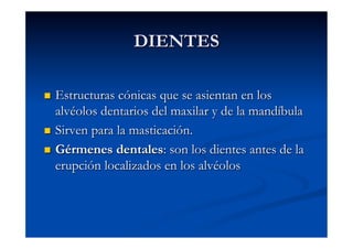 DIENTES

  Estructuras cónicas que se asientan en los
   alvéolos dentarios del maxilar y de la mandíbula
  Sirven para la masticación.

  Gérmenes dentales: son los dientes antes de la
   erupción localizados en los alvéolos
 